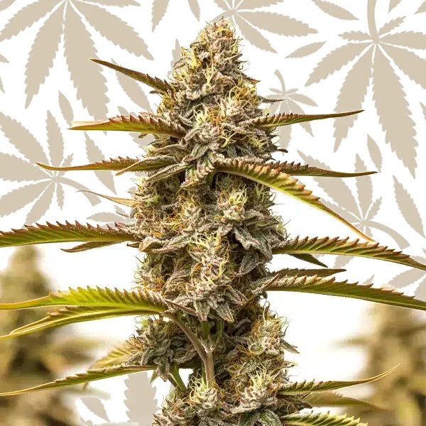 Z OG Grape Bubble Autoflower cannabis strain plant