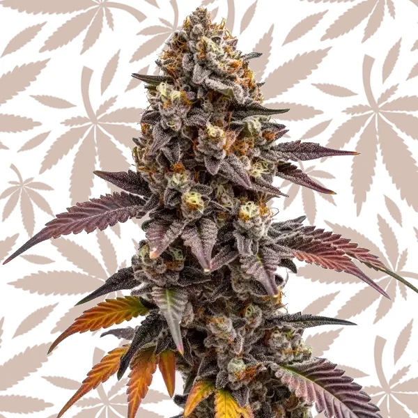 Z OG Kush cannabis strain plant