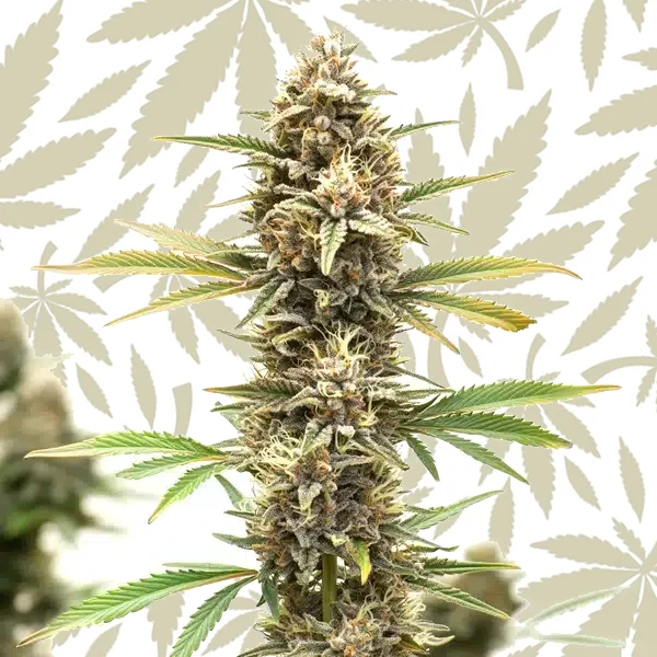 Z OG Regular cannabis strain plant