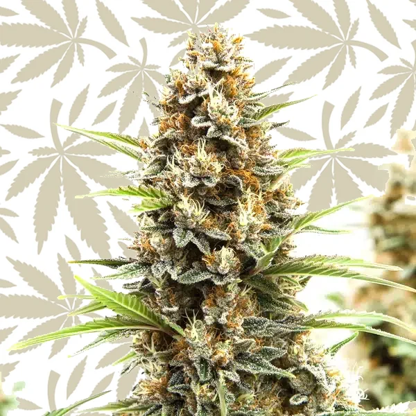 Z OG Tangie Power Autoflower cannabis strain plant