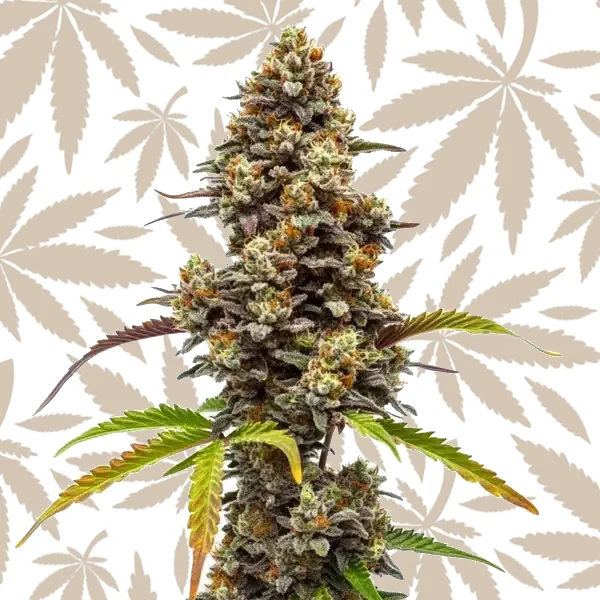 Z OG x Bruce Banner Regular cannabis strain plant