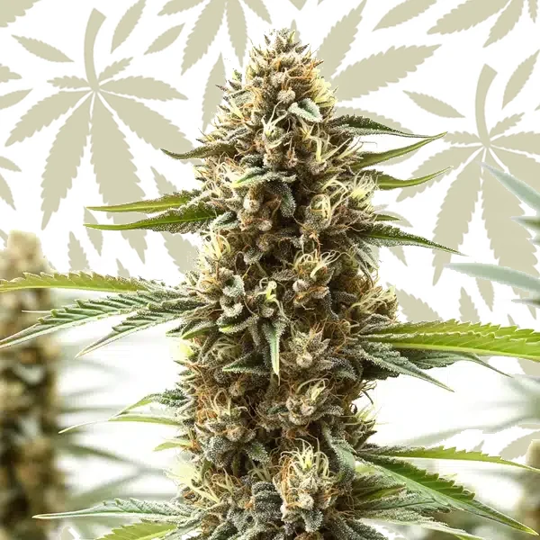 Z OG x Gorilla Autoflower cannabis strain plant
