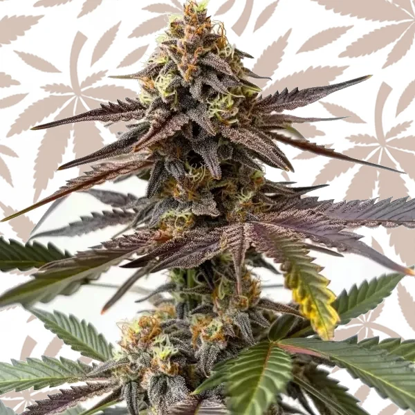 Z OG x Grapefruit Bubblegum cannabis strain plant