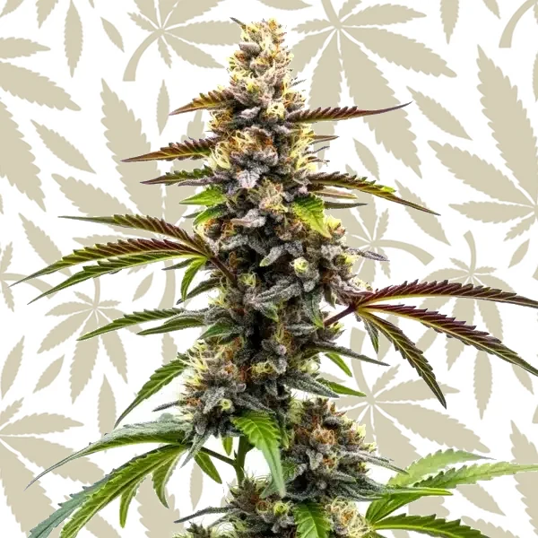 Z OG x Tangie Power cannabis strain plant