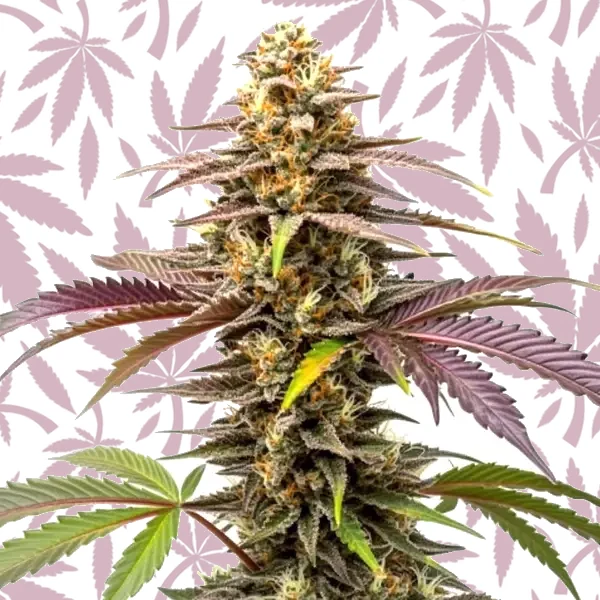 Z OG cannabis strain plant