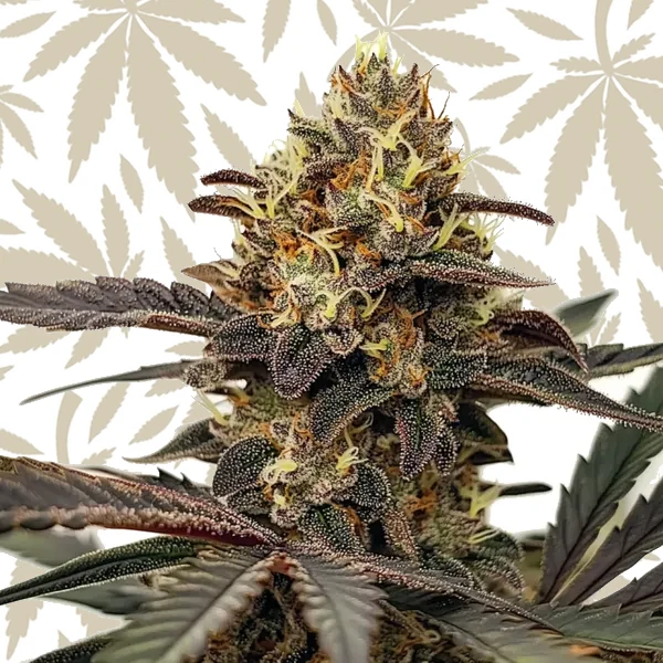 Zlushie cannabis strain plant