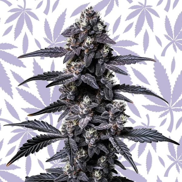 Zoap cannabis strain plant