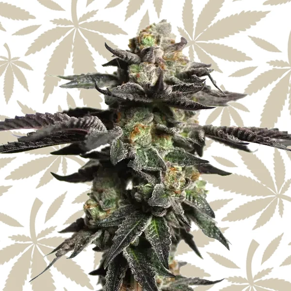 Zombie Death Fuck cannabis strain plant