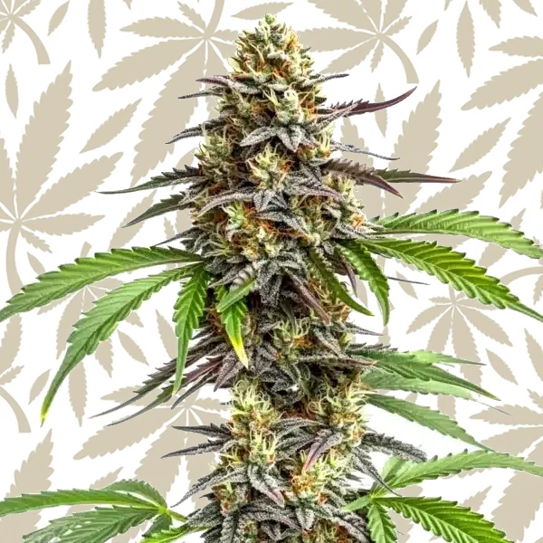 Zookies cannabis strain plant