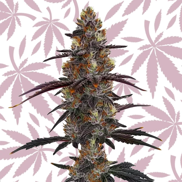 Zruntz cannabis strain plant