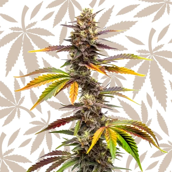 Zwonka cannabis strain plant
